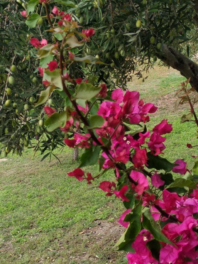 Ases Villa Lagonisi Halkidiki Ormos Panagias Esterno foto